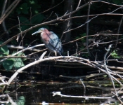2016 06 11 WildLife MPLS 172